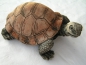 Preview: Schildkröte - Groß