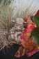 Preview: steingussfigur drachenbaby