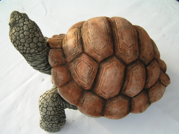 Schildkröte - Groß