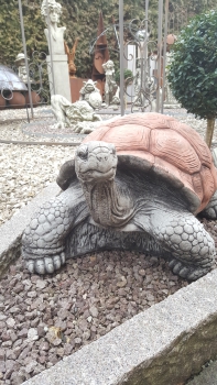 Schildkröte - Riesig