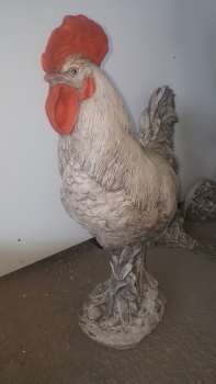 Hahn Gockel Gickerl Rooster