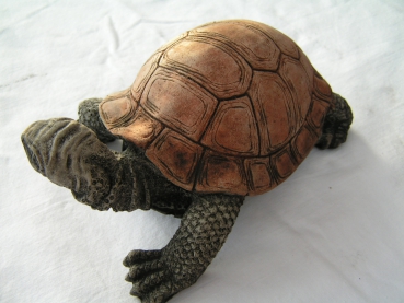 Schildkröte - Groß