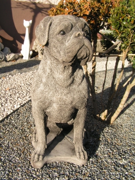 Boxerhund