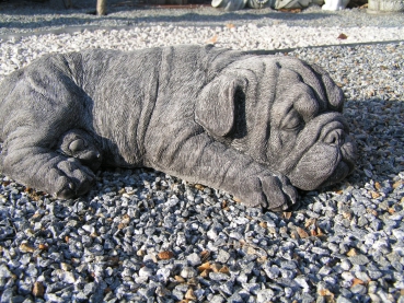 Bulldogge Welpen