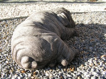 Bulldogge Welpen