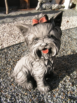 Yockshire Terrier