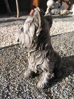 Yockshire Terrier