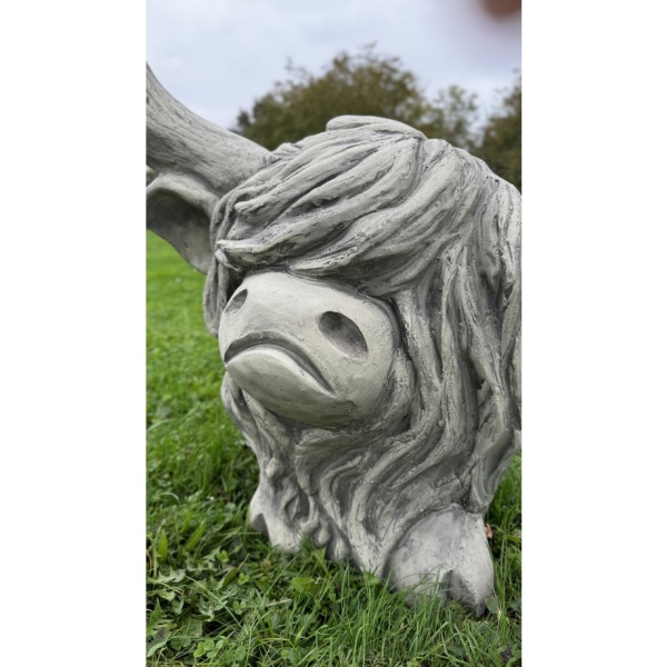 Westhighland Rind Archie