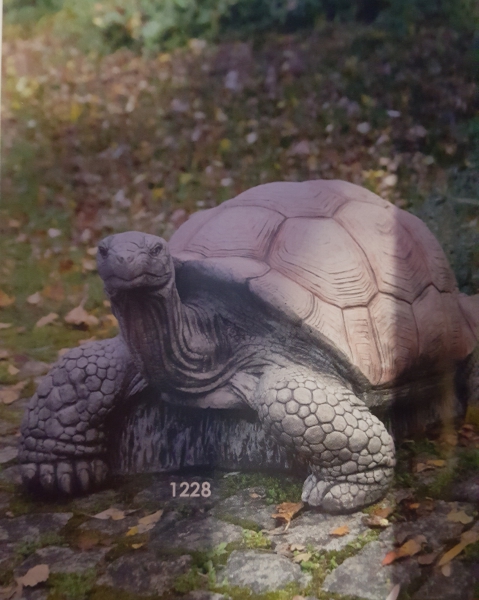 Schildkröte - Riesig