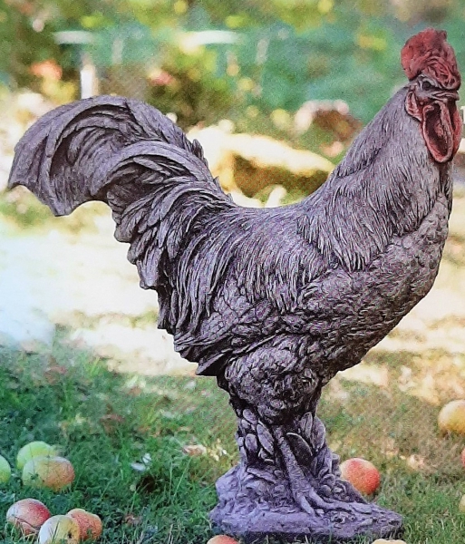 Hahn Gockel Gickerl Rooster